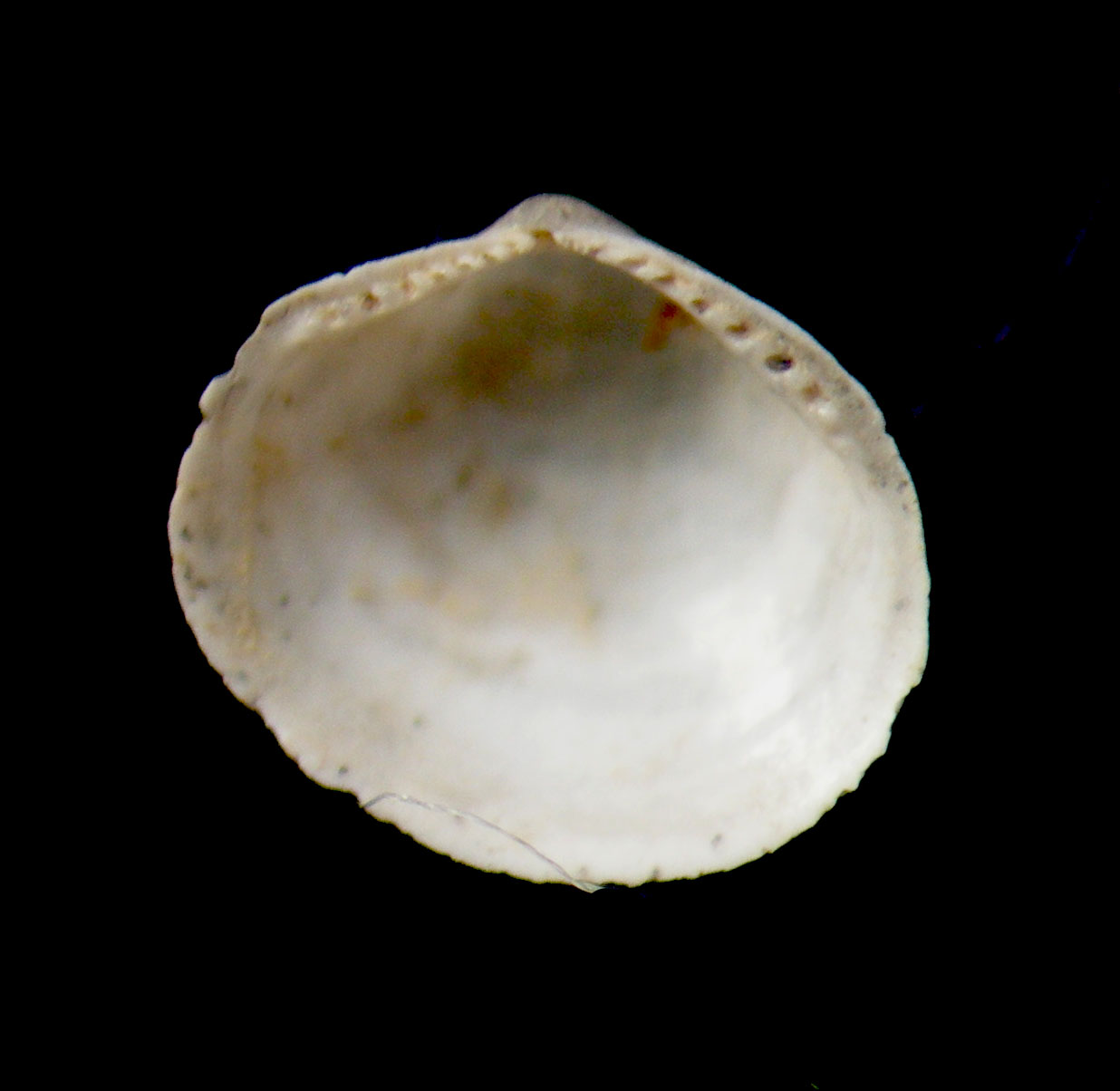 pristigloma minima